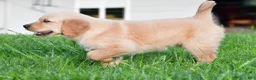 Golden Retriever dogs for sale: Lilly - Ad 6