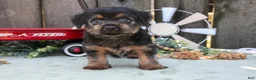 Yorkshire Terrier dogs for sale: Carter - Ad 6