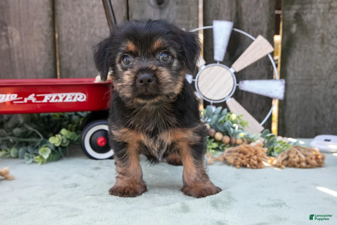 Yorkshire Terrier dogs for sale: Carter - Ad 6