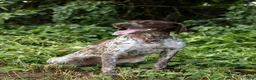 German Shorthaired Pointer dogs for sale: Opal - Ad 6