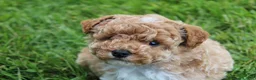 Miniature Poodle dogs for sale: AKC Max  - Ad 7
