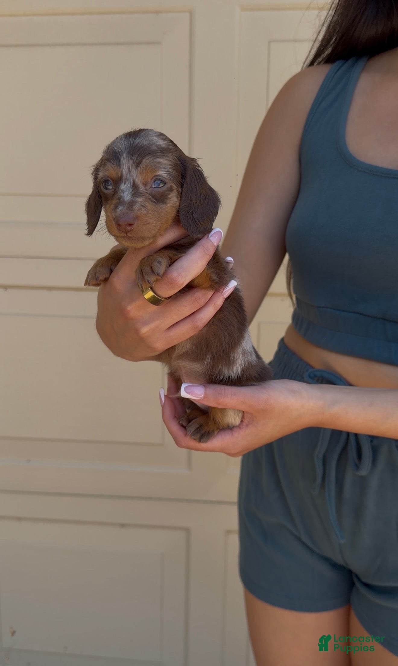 Dachshund dogs Dachshund Puppy 2 - Ad 6
