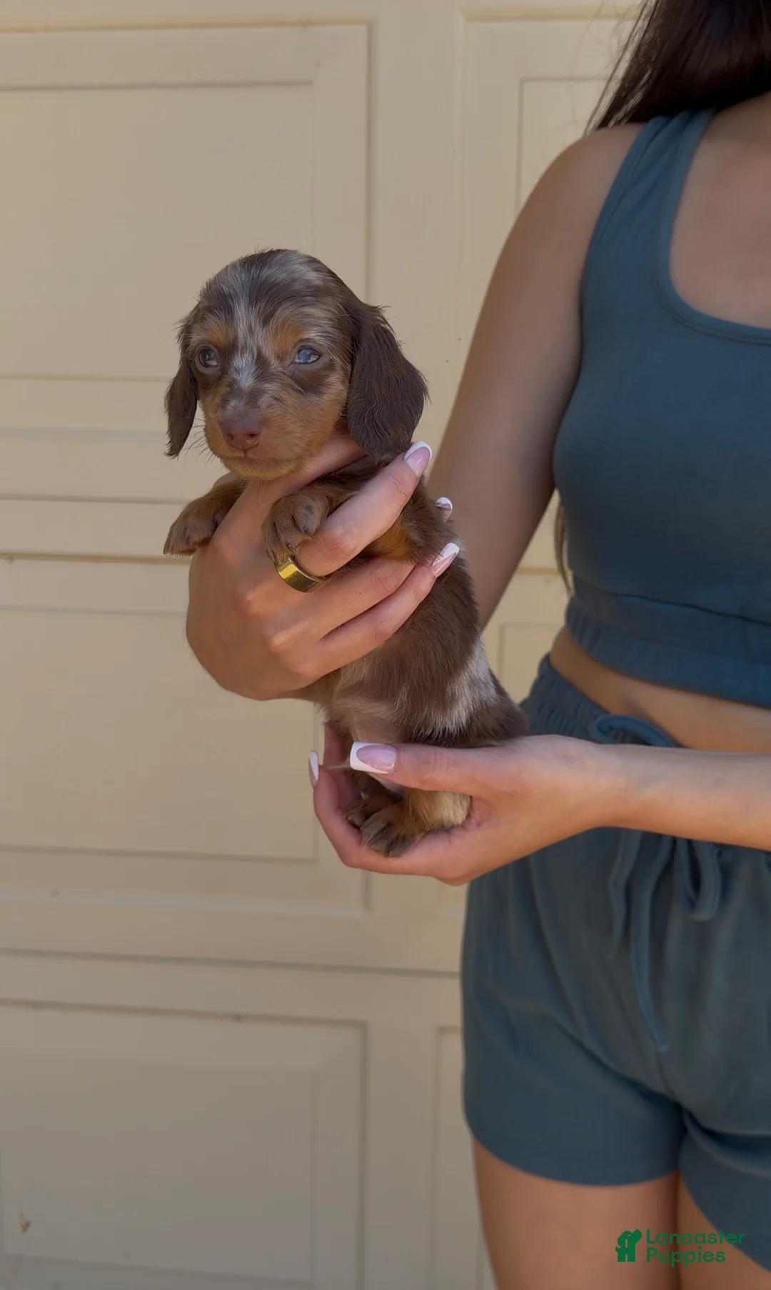 Dachshund dogs for sale: Dachshund Puppy 2 - Ad 1