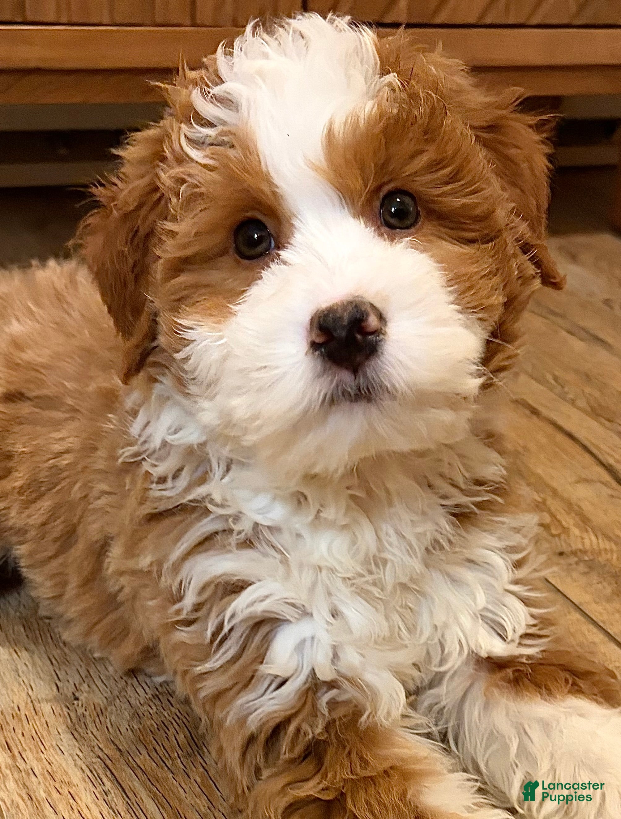 Mini Bernedoodle dogs 💙 IN BOSTON MASSACHUSETTS AREA 💙 RED AND WHITE TUXEDO BOY 💙 MINI BERNEDOODLE 💙 - Ad 2