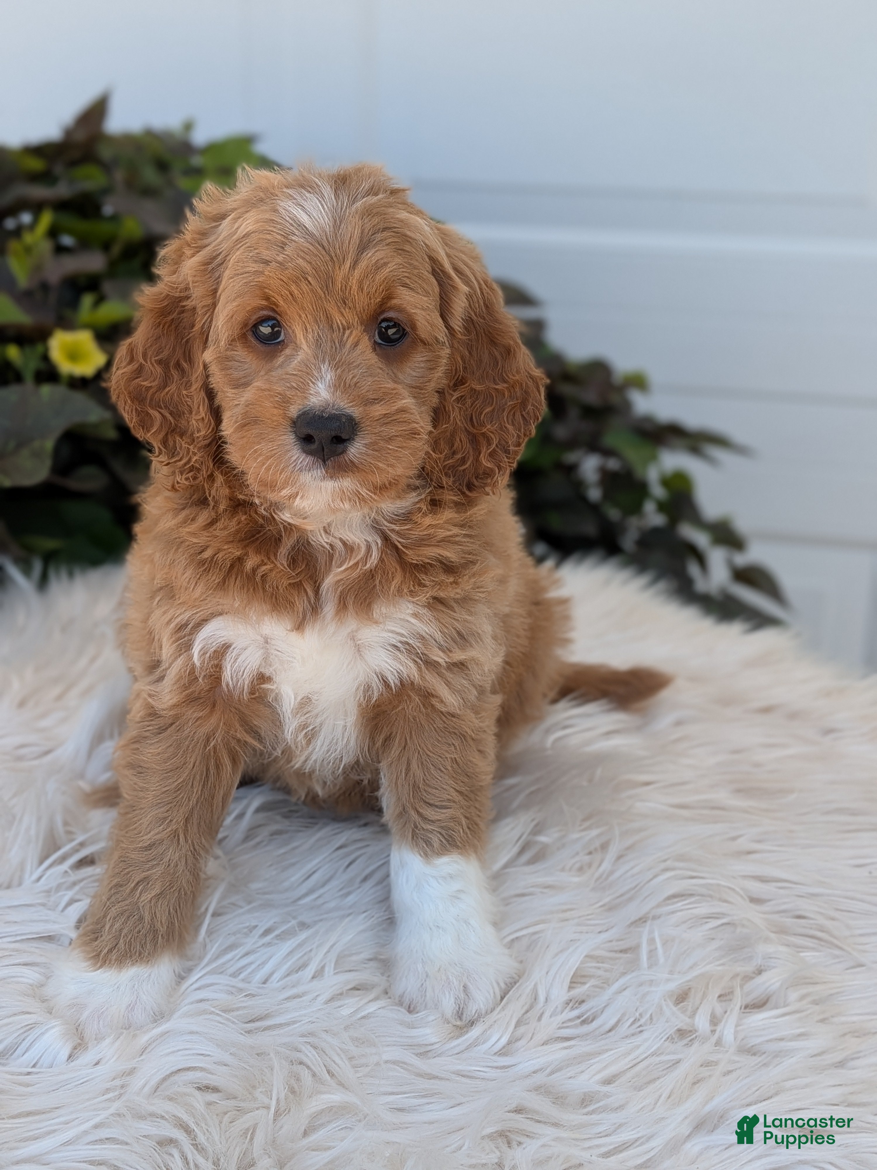 Goldendoodle dogs Rosie  - Ad 2