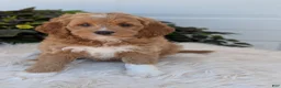 Goldendoodle dogs for sale: Rosie  - Ad 2