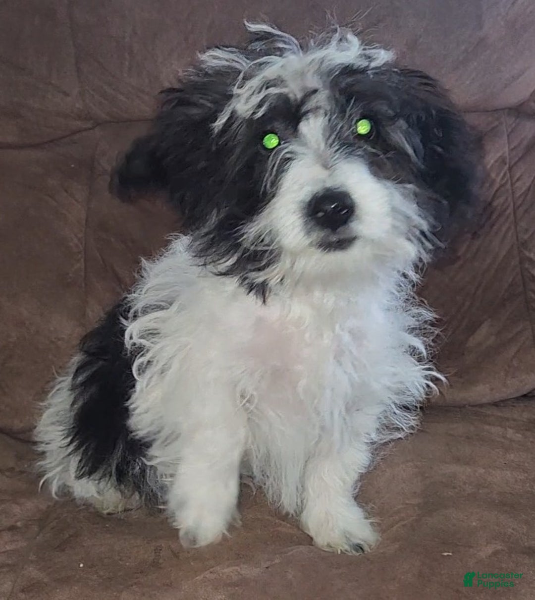 Yorkiepoo dogs for sale: Ricky - Ad 3