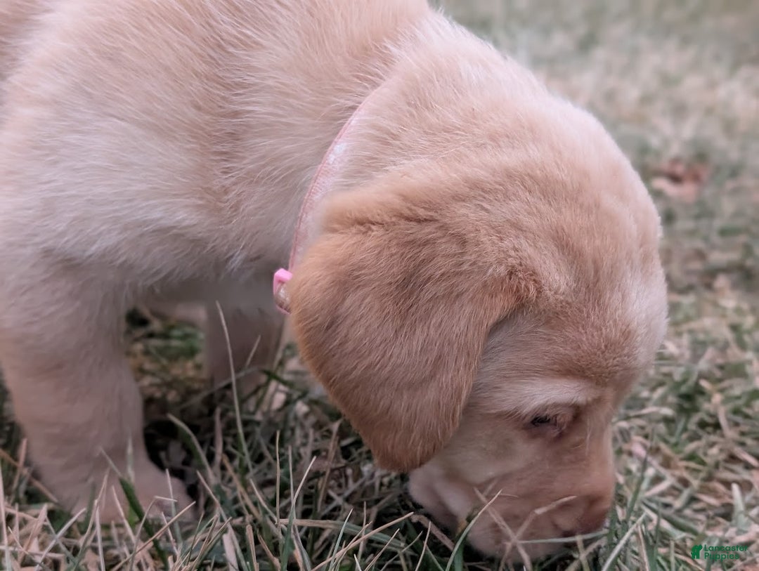 Labrador Retriever dogs for sale: Wren - Ad 3
