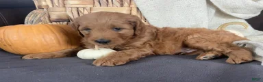 Gus