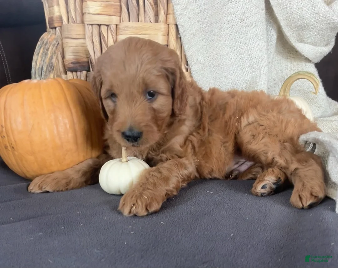 Mini Goldendoodle dogs for sale: Gus - Ad 1
