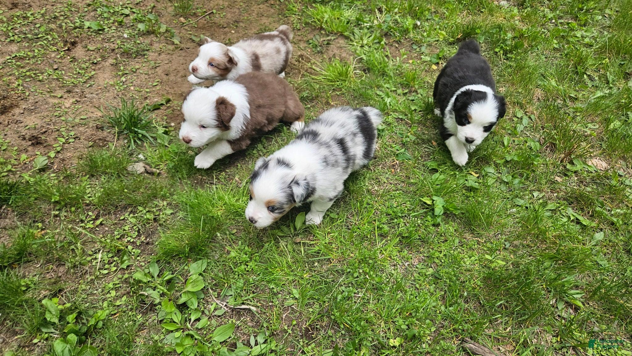 Australian Shepherd dogs for sale: Willow - Ad 4