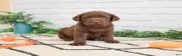 Labrador Retriever dogs for sale: Pumbaa  - Ad 3