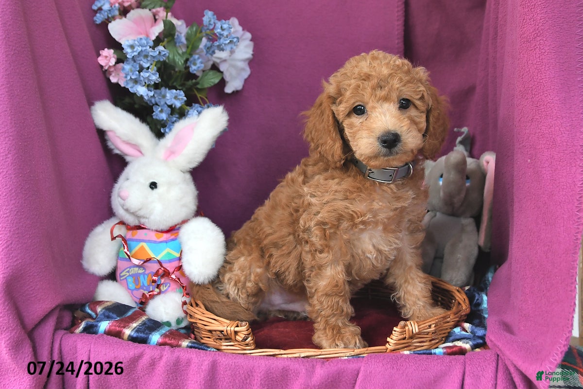 Mini Goldendoodle dogs Chip - Ad 2