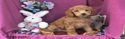Mini Goldendoodle dogs for sale: Chip - Ad 2