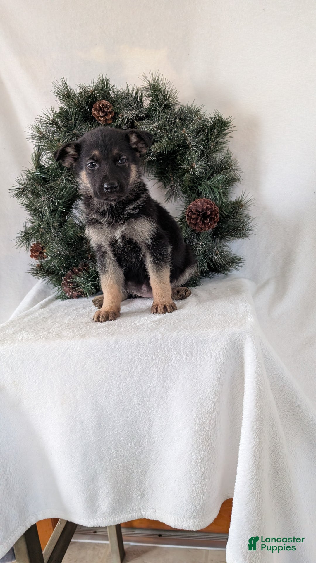 German Shepherd dogs for sale: Marla  - Ad 6