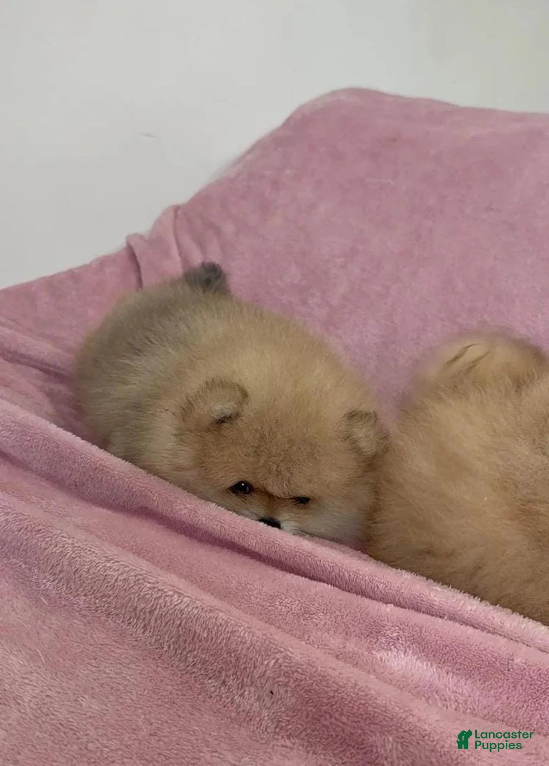 Pomeranian dogs for sale: Maya - Ad 17