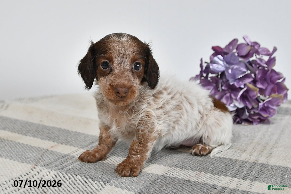 Miniature Dachshund dogs Brinley - Ad 1