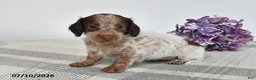 Miniature Dachshund dogs for sale: Brinley - Ad 1
