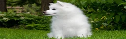 American Eskimo dogs for sale: American Eskimo 6 Roseanna - Ad 2