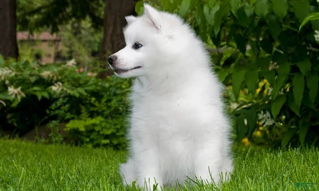 American Eskimo dogs for sale: American Eskimo 6 Roseanna - Ad 2