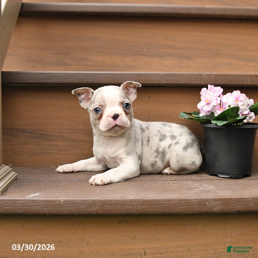 Boston Terrier dogs Tango - Ad 1