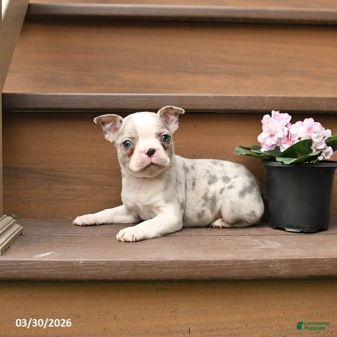 Boston Terrier dogs for sale: Tango - Ad 1