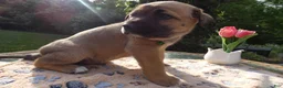 Cane Corso dogs for sale: Cane Corso Puppy 3 Solomon - Ad 3
