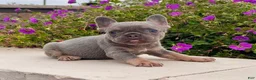 French Bulldog dogs for sale: Hope - Ad 4