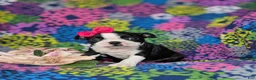 Boston Terrier dogs for sale: Elly - Ad 3
