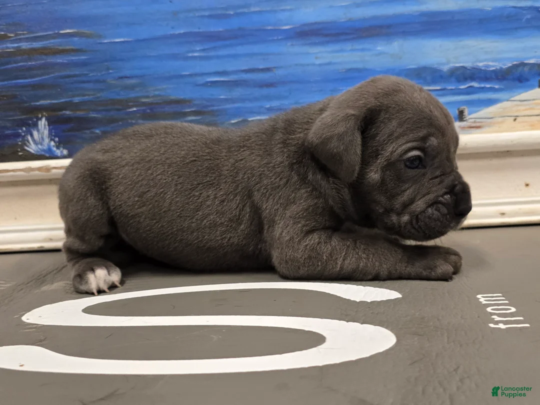 Cane Corso dogs for sale: Frost - Ad 1