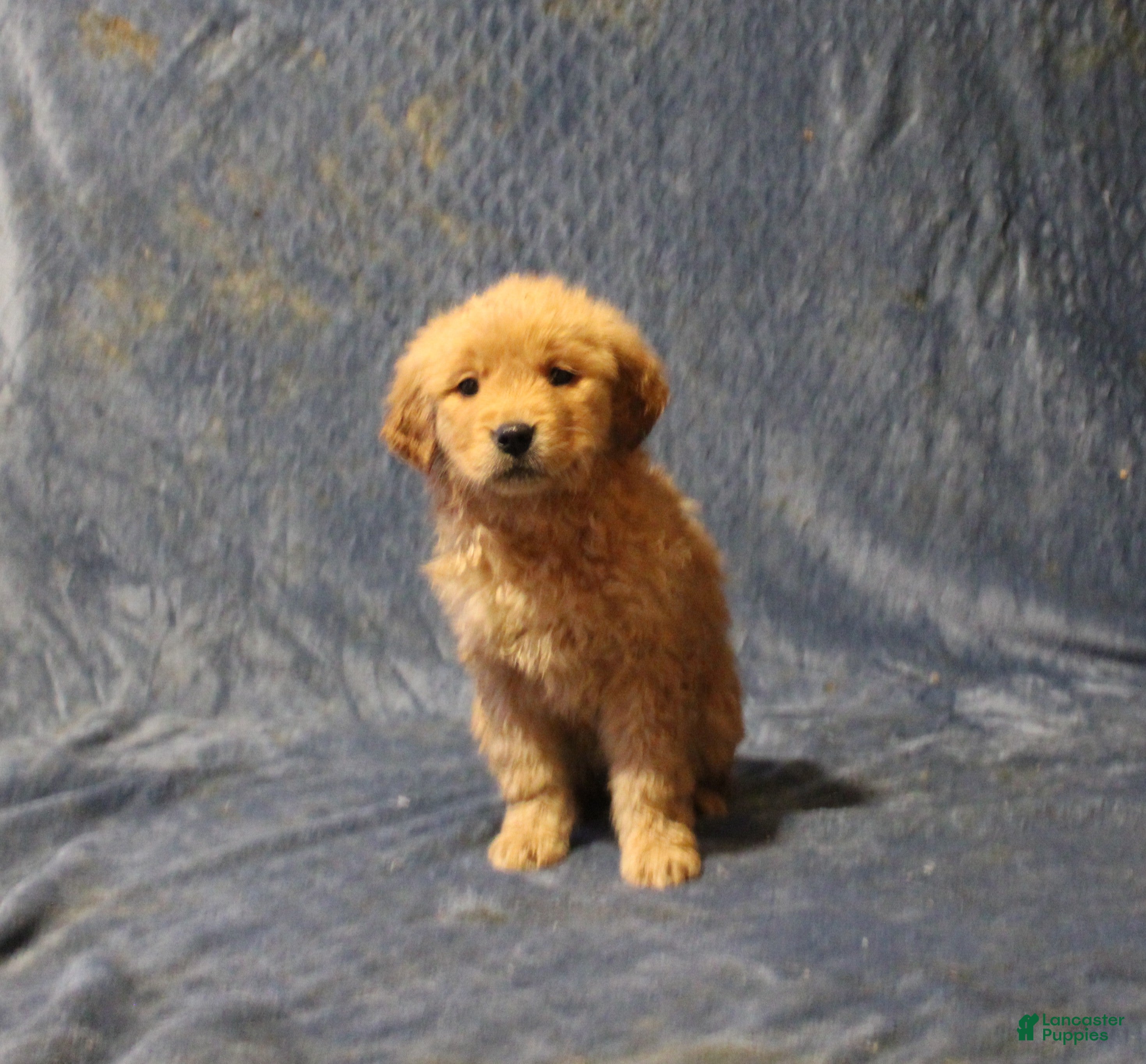 Golden Retriever dogs Carrie - Ad 27