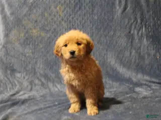 Golden Retriever dogs Carrie - Ad 38