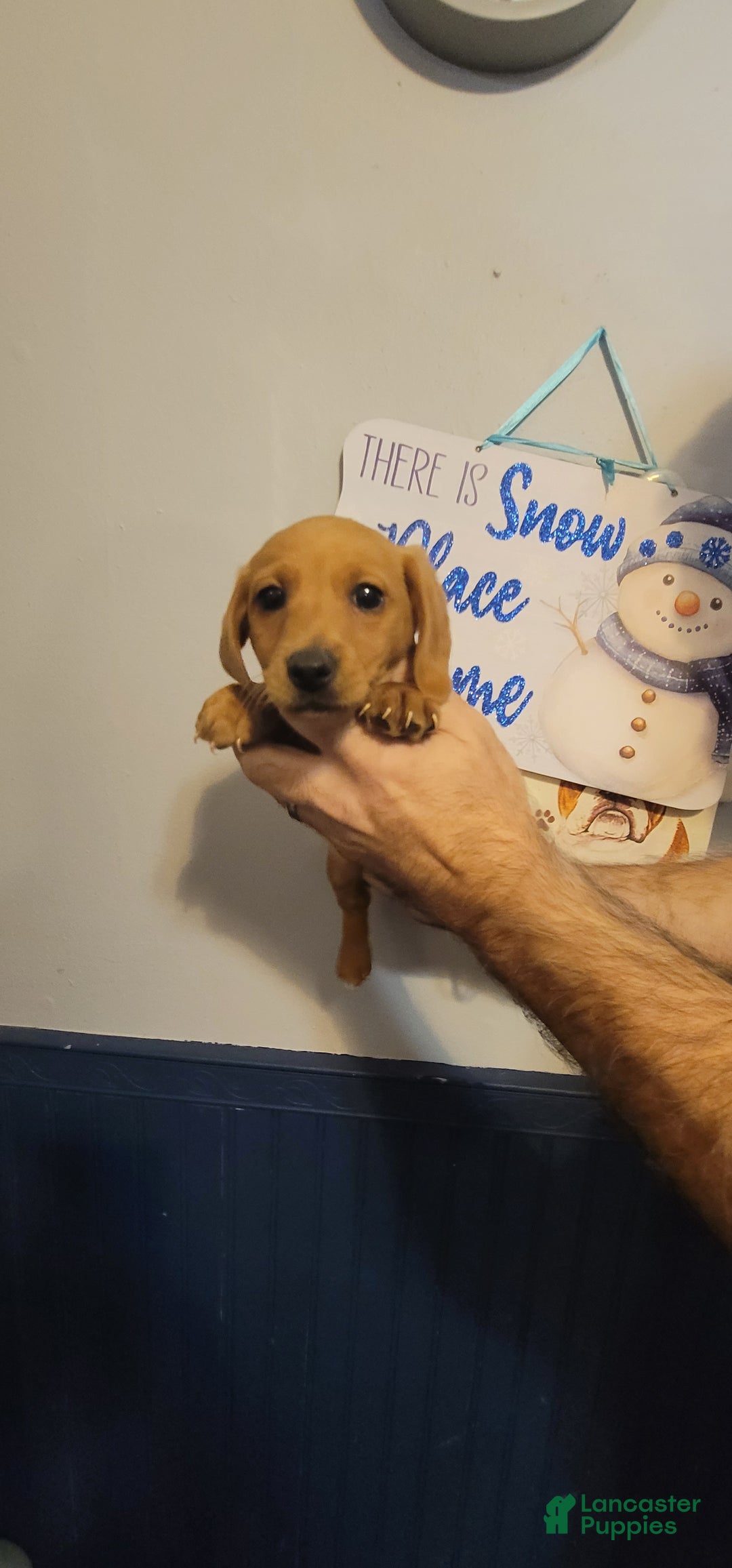 Miniature Dachshund dogs for sale: Charlie - Ad 1