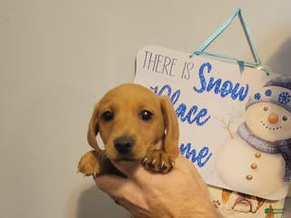 Miniature Dachshund dogs for sale: Charlie - Ad 3