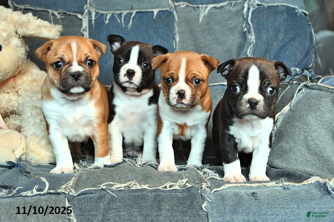 Boston Terrier dogs for sale: George - Ad 3