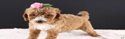 Mini Goldendoodle dogs for sale: Daisy - Ad 2