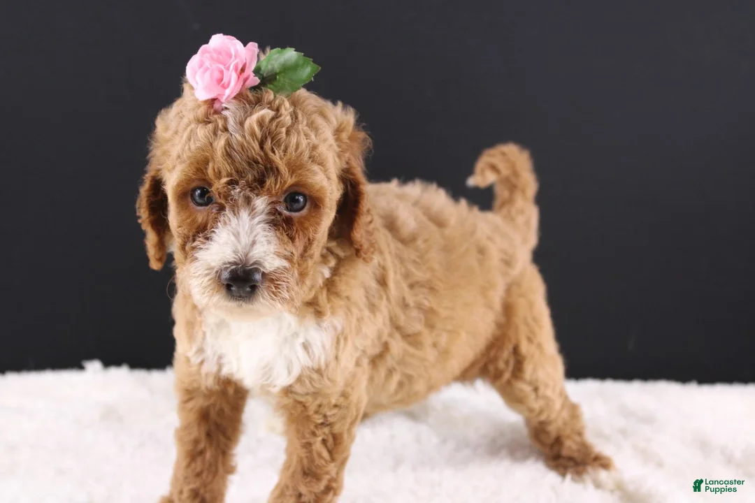 Mini Goldendoodle dogs for sale: Daisy - Ad 2
