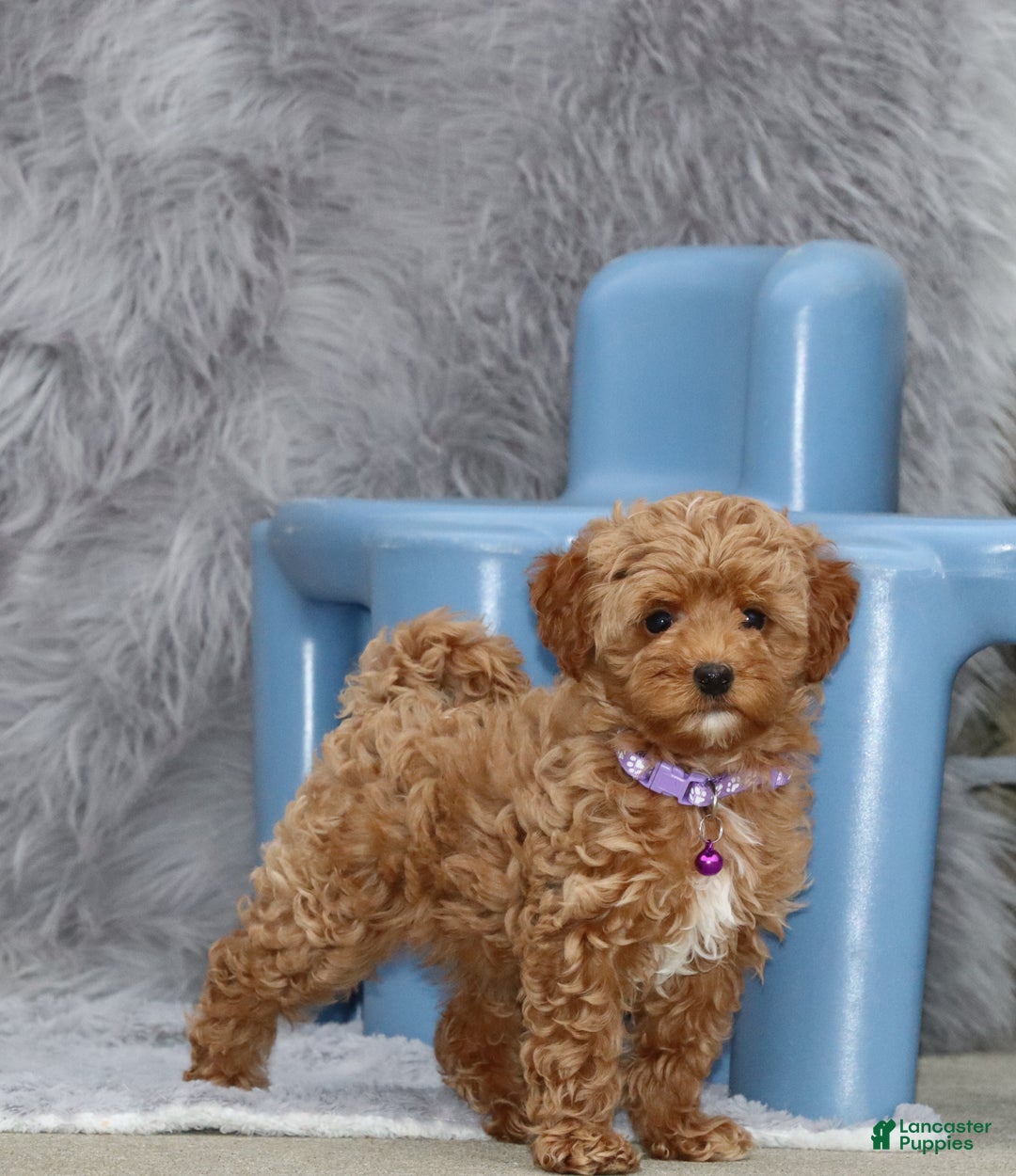 Havapoo dogs for sale: Eva 👨‍👨‍👧‍👦💞🐕 - Ad 26