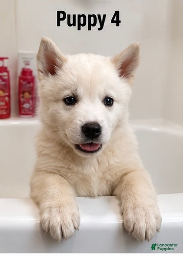 Mixed Breed dogs Mixed Breed 4 - Ad 13