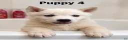 Mixed Breed dogs for sale: Mixed Breed 4 - Ad 1