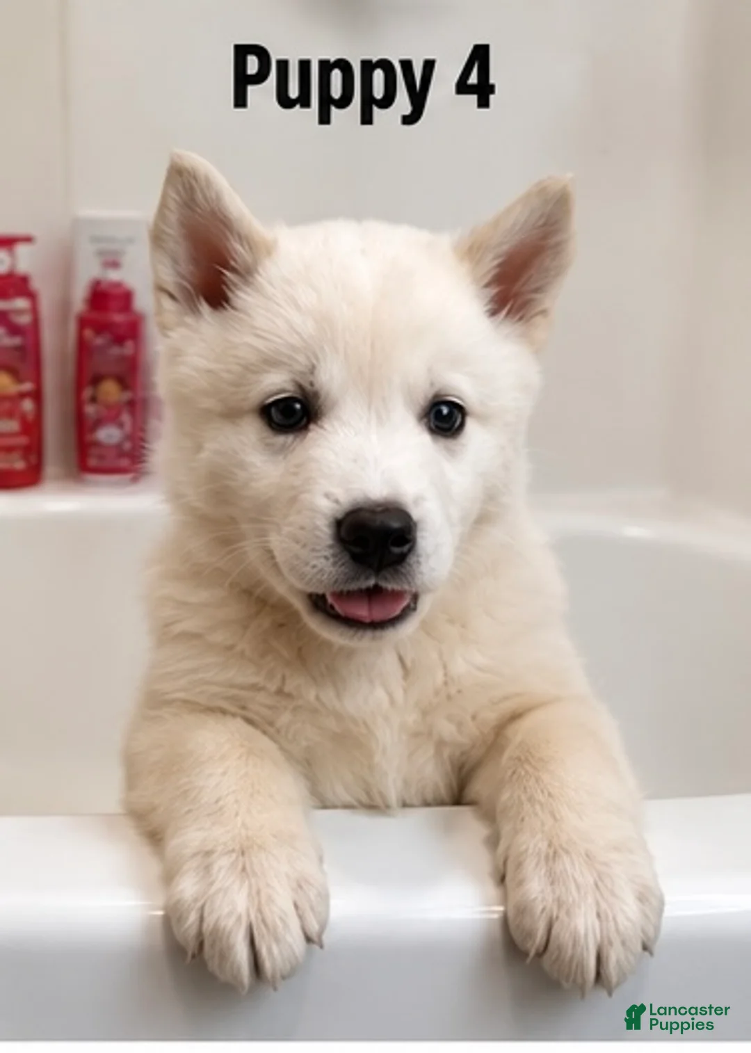 Mixed Breed dogs for sale: Mixed Breed 4 - Ad 1