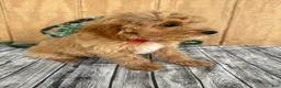 Mini Goldendoodle dogs for sale: Alice - Ad 12