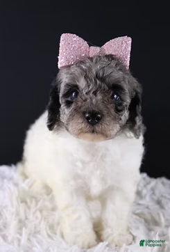 Standard Poodle dogs Willow - Ad 41