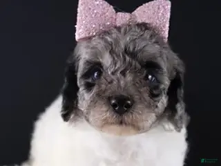 Standard Poodle dogs Willow - Ad 41