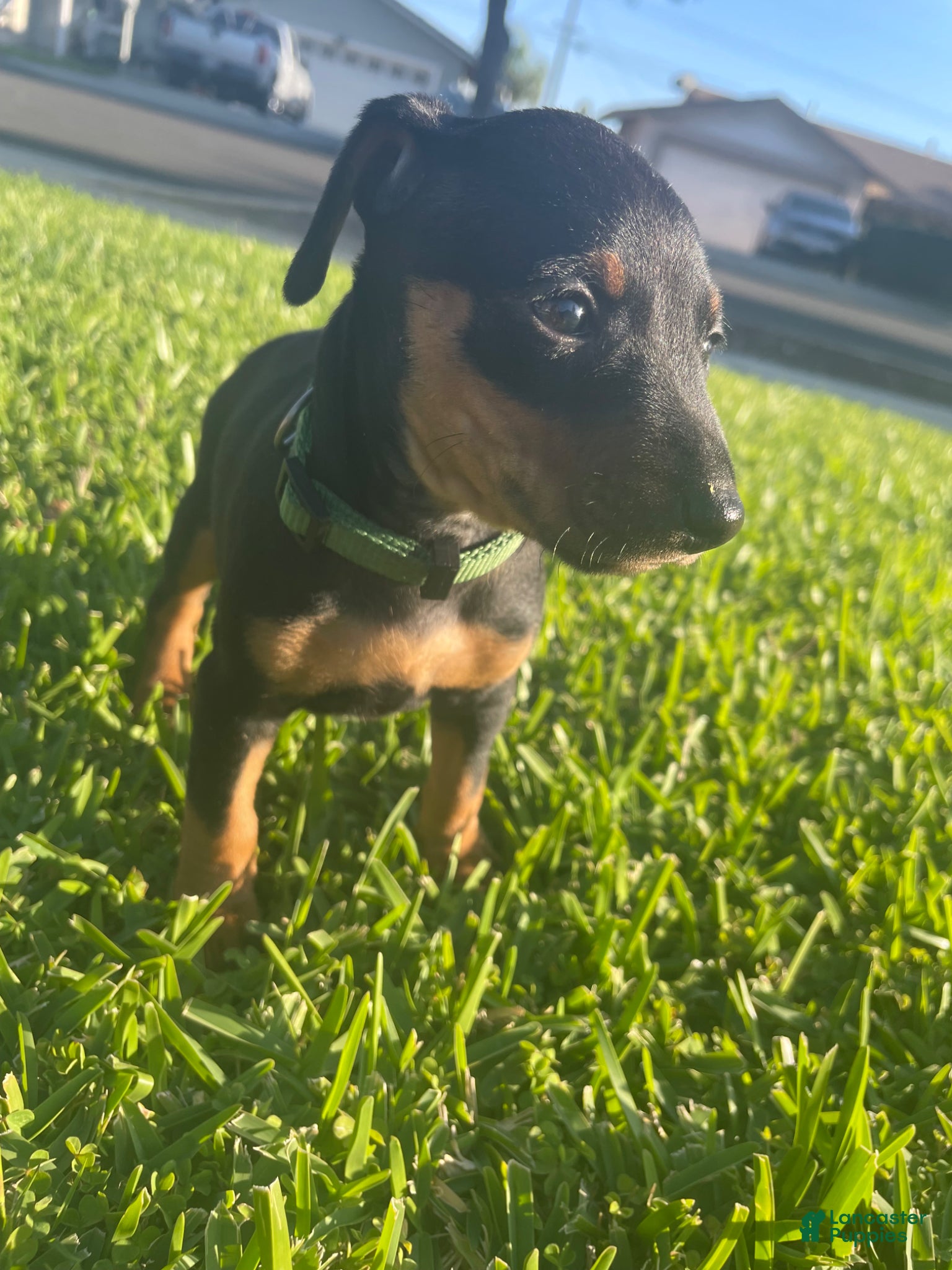 Miniature Pinscher dogs Elijah - Ad 24