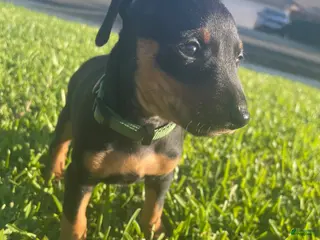 Miniature Pinscher dogs Elijah - Ad 24