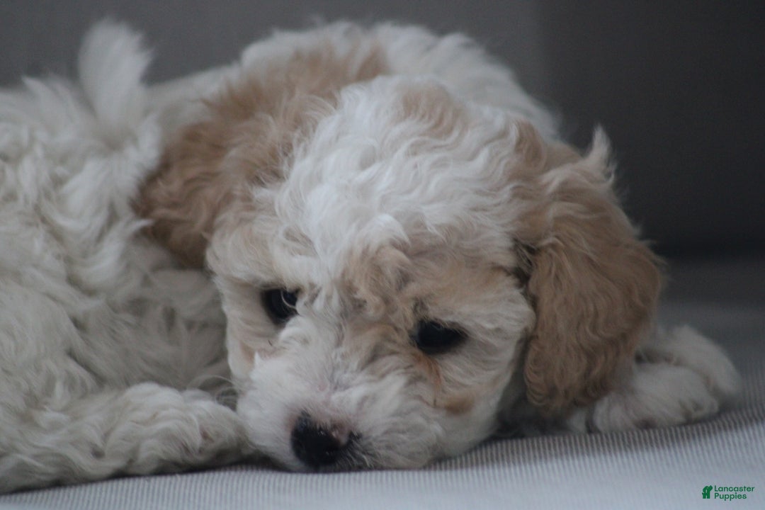Cavapoo dogs for sale: Tonya - Ad 5