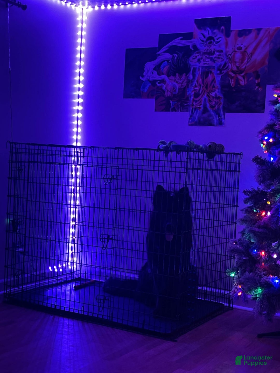 German Shepherd dogs for stud: German Shepherd 1 puppies - Ad 10