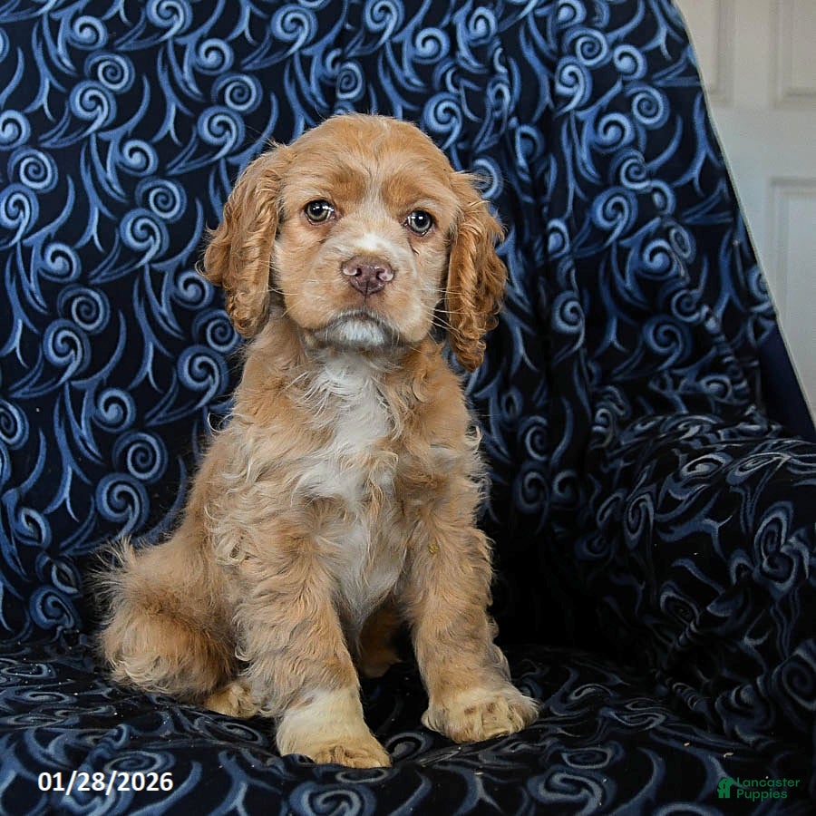 Cocker Spaniel dogs Cooper - Ad 1