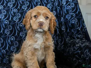 Cocker Spaniel dogs Cooper - Ad 1
